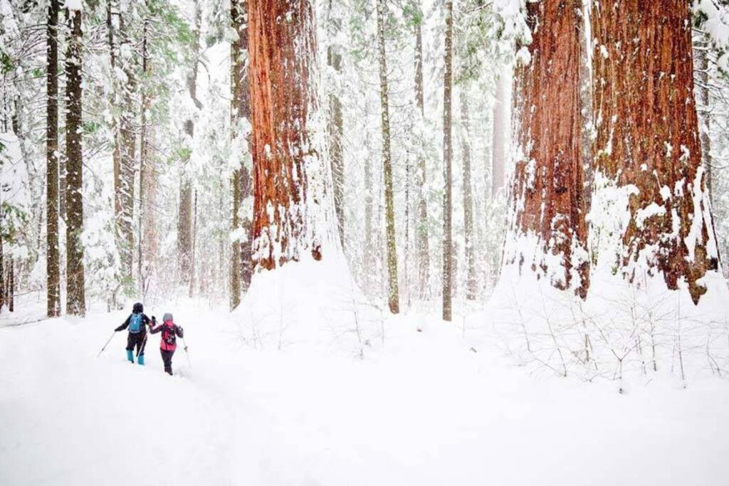 Sequoia Splendor, Inside Kings Canyon Np By Visitors Center Wilsonia Esterno foto
