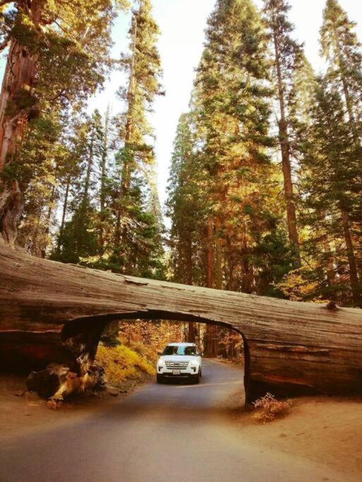Sequoia Splendor, Inside Kings Canyon Np By Visitors Center Wilsonia Esterno foto