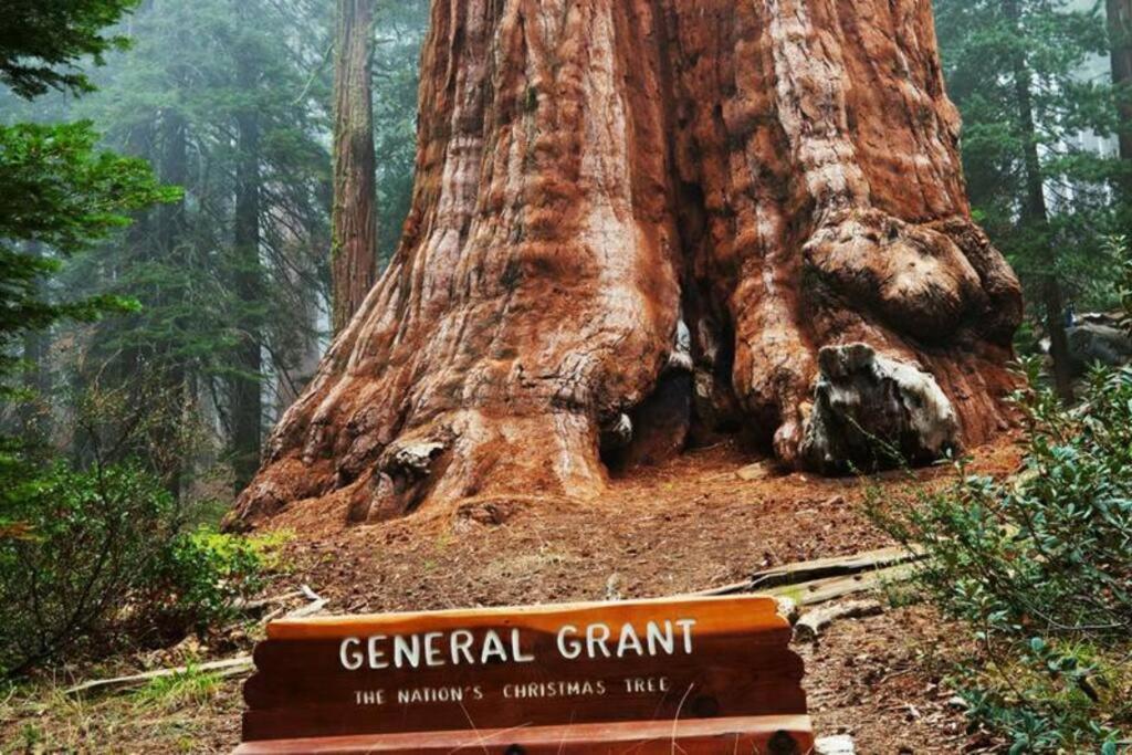Sequoia Splendor, Inside Kings Canyon Np By Visitors Center Wilsonia Esterno foto