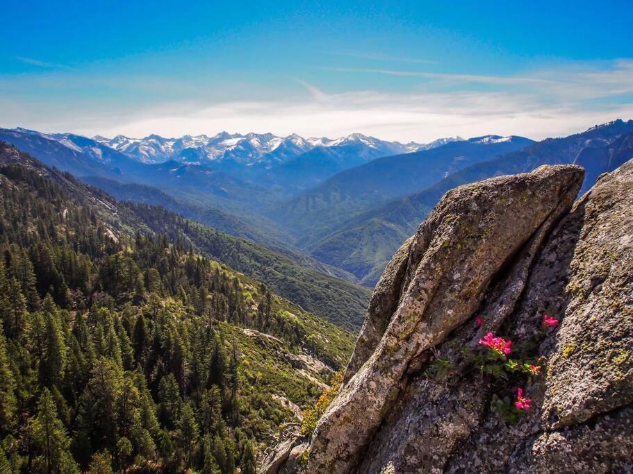 Sequoia Splendor, Inside Kings Canyon Np By Visitors Center Wilsonia Esterno foto