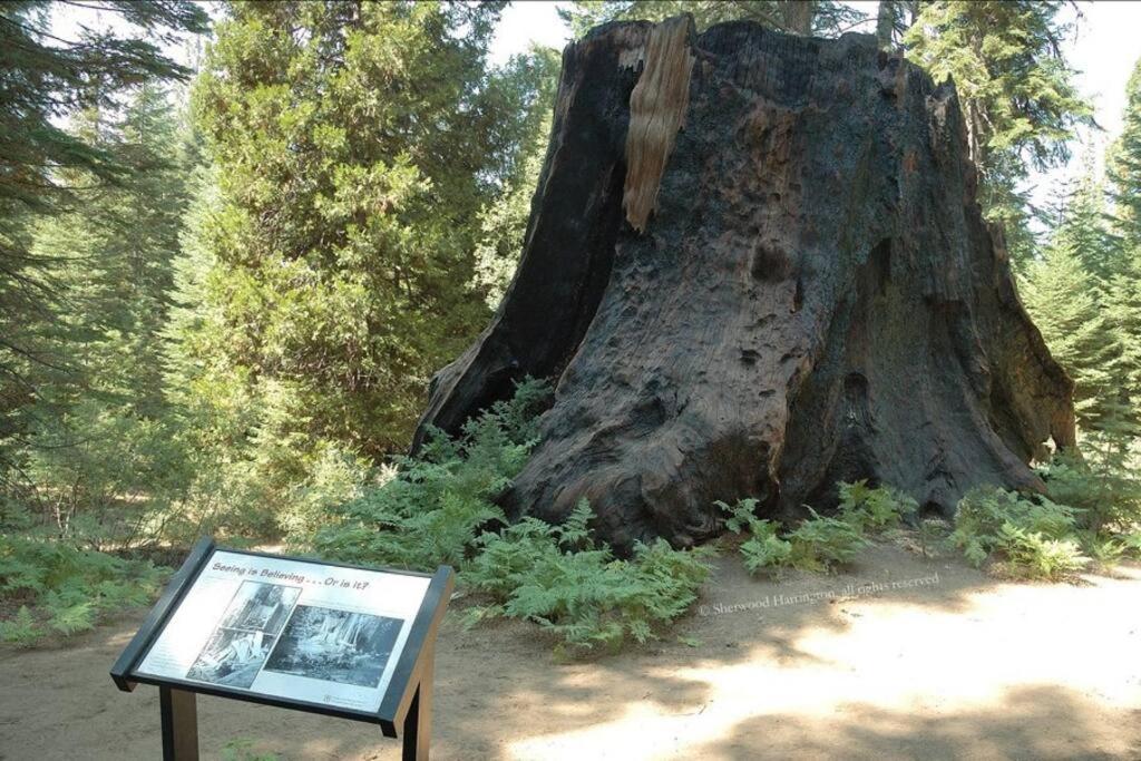 Sequoia Splendor, Inside Kings Canyon Np By Visitors Center Wilsonia Esterno foto