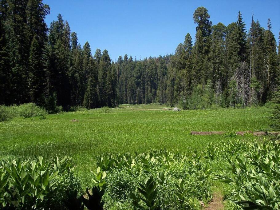 Sequoia Splendor, Inside Kings Canyon Np By Visitors Center Wilsonia Esterno foto