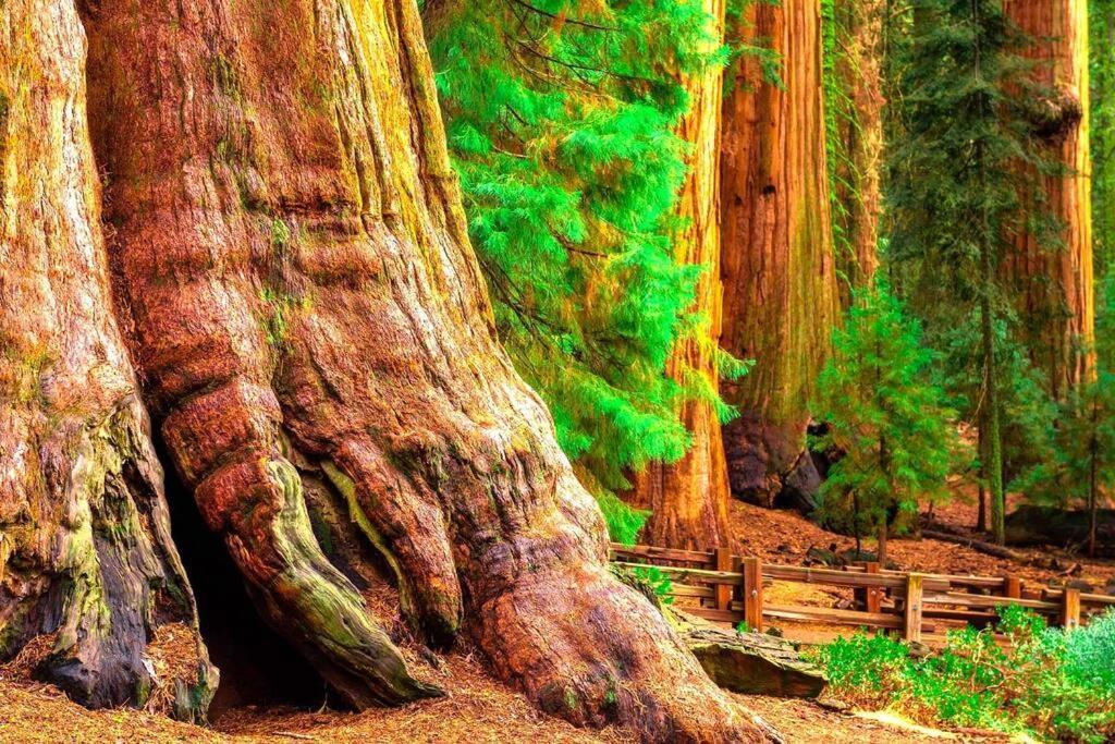 Sequoia Splendor, Inside Kings Canyon Np By Visitors Center Wilsonia Esterno foto